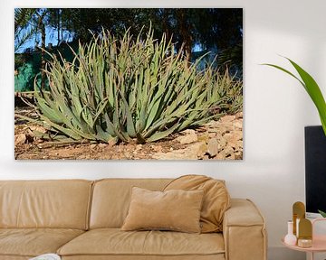 Riesen-Aloe vera in Spanien von Bella Luna Fotografie