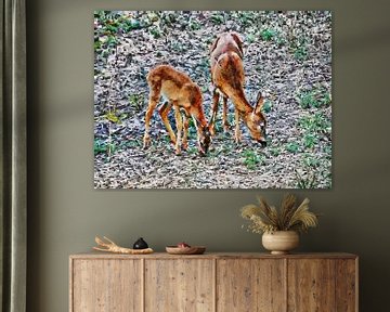 A Roe Deer Doe And Fawn