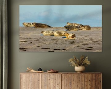 Zeehonden op het strand van Roland Brack