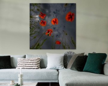 Mohnblumen auf dunklem Hintergrund von Hans Kool