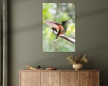 Hummingbird landing in the rainforest by Romy Oomen
