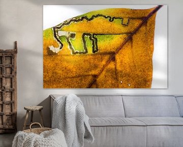 Art de la mouche mineuse du hêtre