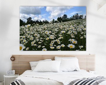 A field of daisies in bloom by Claude Laprise