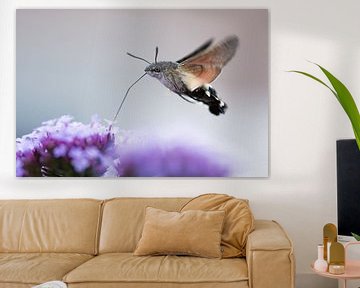 Kolibrievlinder op Verbena van Danny Slijfer Natuurfotografie