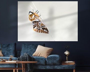 Seltener geflammter Schmetterling von Danny Slijfer Natuurfotografie