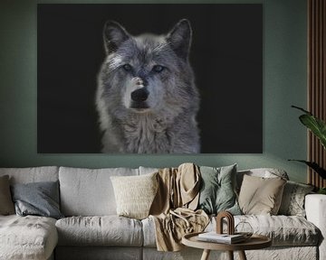 Loup, portrait d'un loup. Le loup (Canis lupus) sur Gert Hilbink