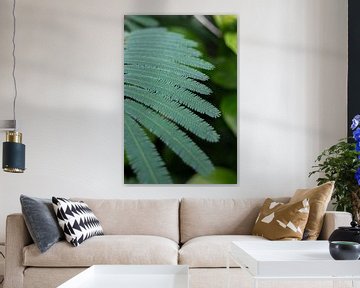 Botanical image of the tiny leaves of a fern. Green nature photography by Christa Stroo photography