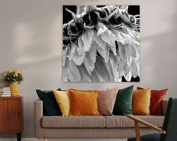 Sunflower in black and white by Julienne van Kempen