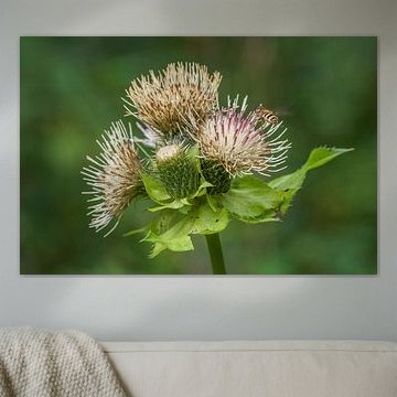 Insect at work on thistle