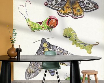 Schmetterlinge und Raupen