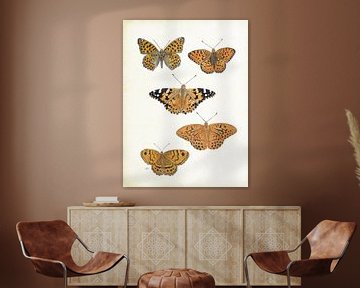 Butterflies: Pearl moth, Thistle butterfly, Emperor's mantle, Argus by Jasper de Ruiter
