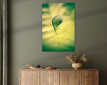 Young fern by Jo Van Herck