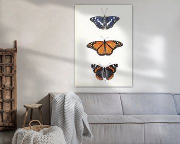 Butterflies; Great wheatear butterfly, Monarch butterfly, Atalanta by Jasper de Ruiter