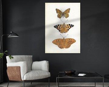 Butterflies, Pearl butterflies, Thistle butterfly, Emperor's mantle, Argus by Jasper de Ruiter