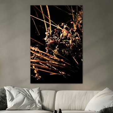 Holländischer Morgenfrost