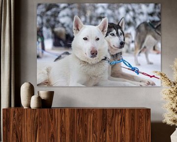 Husky-Hunde in Finnisch-Lappland ruhen sich nach einer Schlittenfahrt aus von Rick Van der Poorten
