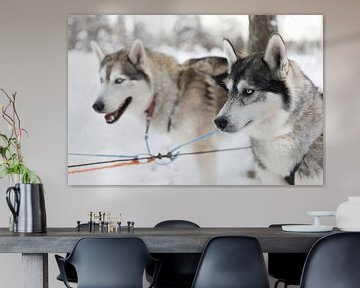 Husky honden in Fins Lapland van Rick Van der Poorten