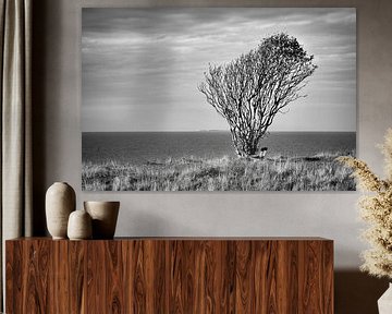 Tree bent by the wind with a bench on a cliff by the sea.