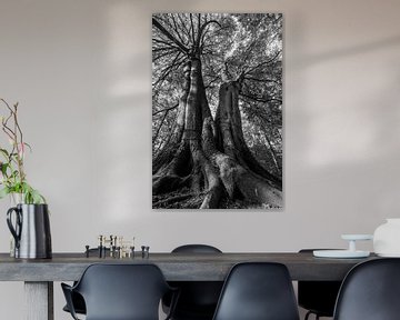 Die Giganten des Waldes von Danny Slijfer Natuurfotografie