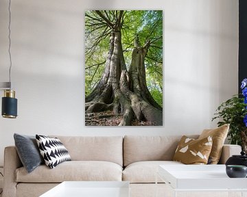 Les géants de la forêt sur Danny Slijfer Natuurfotografie