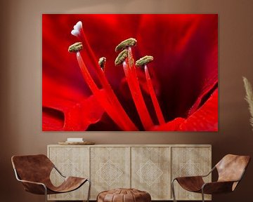 Amaryllis rouge