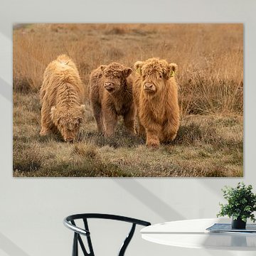 trois veaux, écossais highlander sur M. B. fotografie