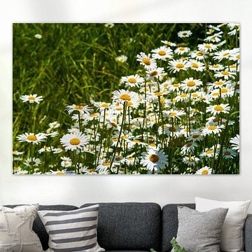 Wild daisies in the green meadow in the sunlight