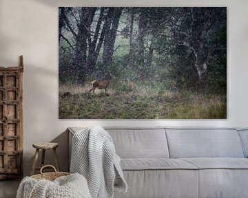 Un cerf sous la pluie sur Danny Slijfer Natuurfotografie