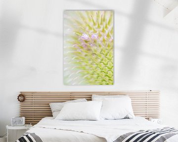 Close-up of a teasel by Danny Slijfer Natuurfotografie