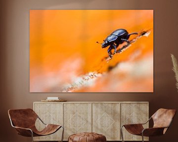 The forest dung beetle
