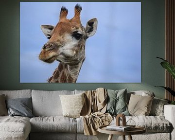 giraf van Pim van Galen