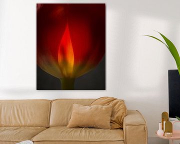 Tulp in vuur en vlam 45 van Herman van Ommen