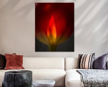  Tulip ablaze 45 von Herman van Ommen