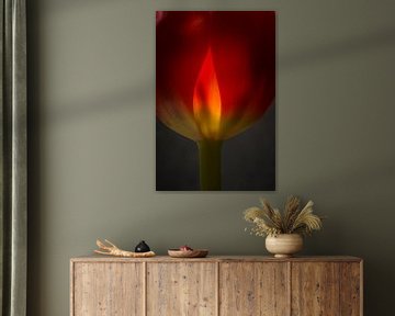 Tulp in vuur en vlam sur Herman van Ommen