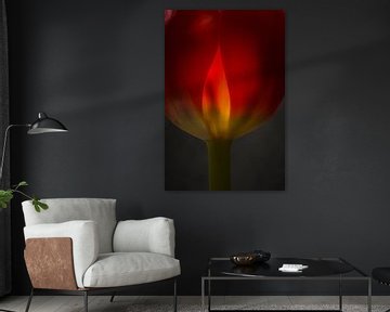 Tulp in vuur en vlam van Herman van Ommen