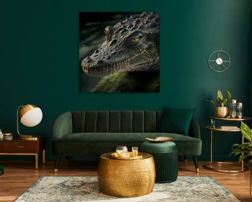 Gros plan sur un crocodile Illustration sur Animaflora PicsStock