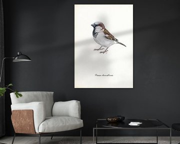 House sparrow by Jasper de Ruiter