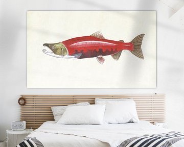 Red salmon by Jasper de Ruiter