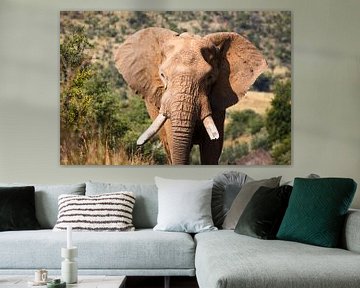 Prachtige oude olifant, Zuid Afrika van Mark Zoet