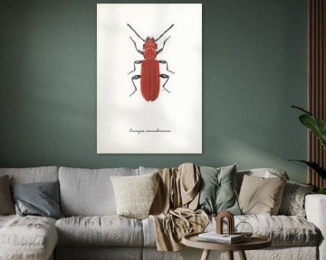 Vermilion beetle by Jasper de Ruiter