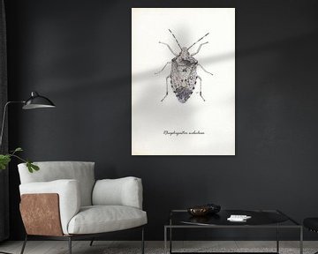 Grey shieldbug by Jasper de Ruiter