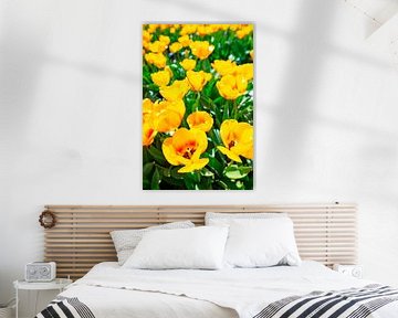 Gelbe Tulpen auf einem Feld im Frühling von Sjoerd van der Wal Fotografie