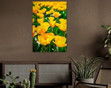 Gelbe Tulpen auf einem Feld im Frühling