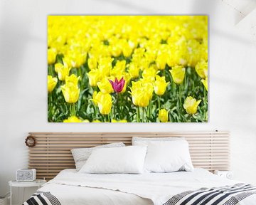 Lila Tulpe in einem Feld mit gelben Tulpen, die im Frühling wachsen von Sjoerd van der Wal Fotografie