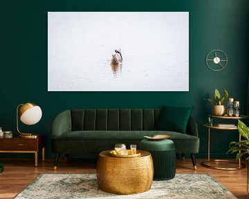 Alle eendjes zwemmen in het water