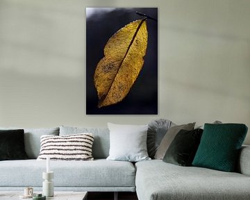 Autumn leaf by Wim Frank