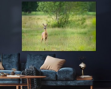 Ree in Soerense broek van Danny Slijfer Natuurfotografie