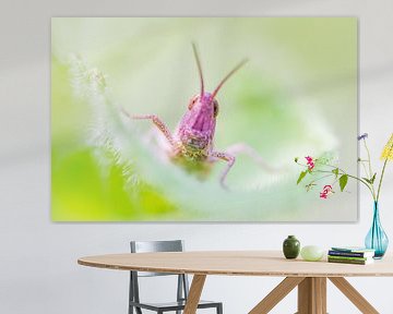 Une sauterelle rose sur Danny Slijfer Natuurfotografie