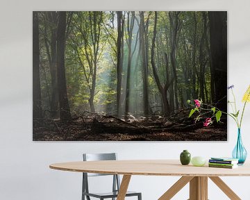 Explosion de couleurs dans la forêt de Speulder sur Jos Erkamp