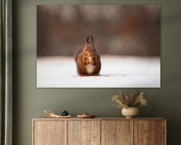Eekhoorntje op het ijs met een nootje van KB Design & Photography (Karen Brouwer)